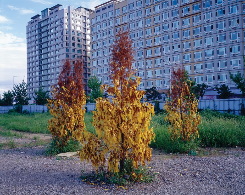 07 마술적 리얼리티 _ Yellow Tree, 2005