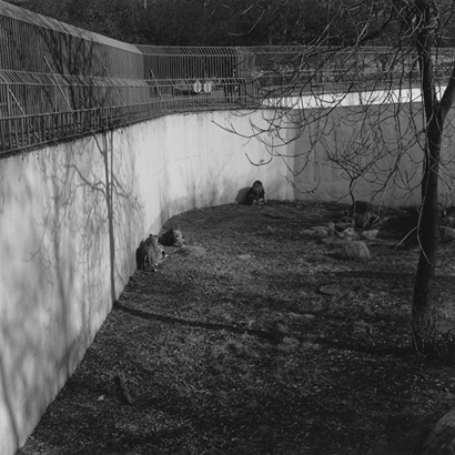 동물원 _ 사자 우리, 1998-1999