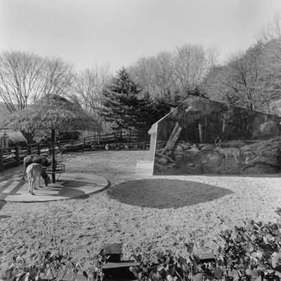 동물원 _ 사슴 우리, 1998-1999