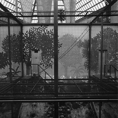 동물원 _ 원숭이 우리, 1998-1999