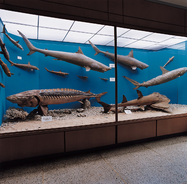 03 자연사 박물관, 2001