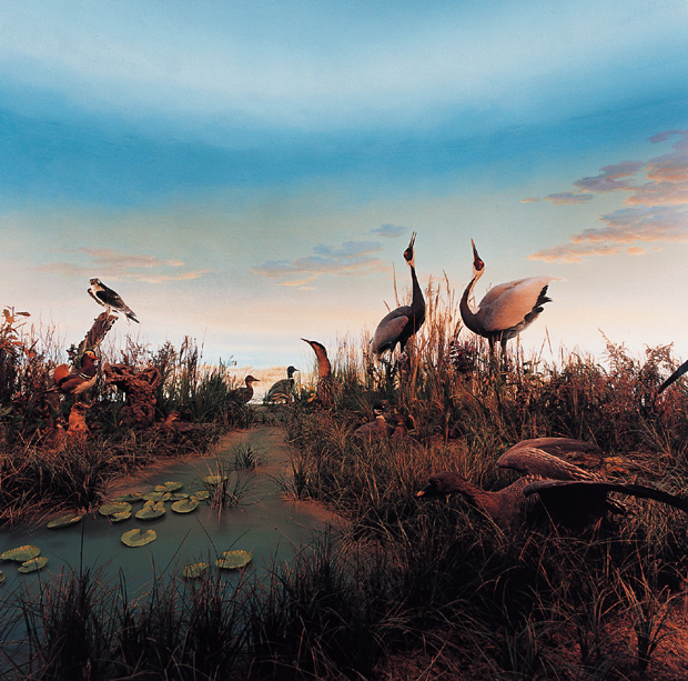 06 자연사 박물관, 2001