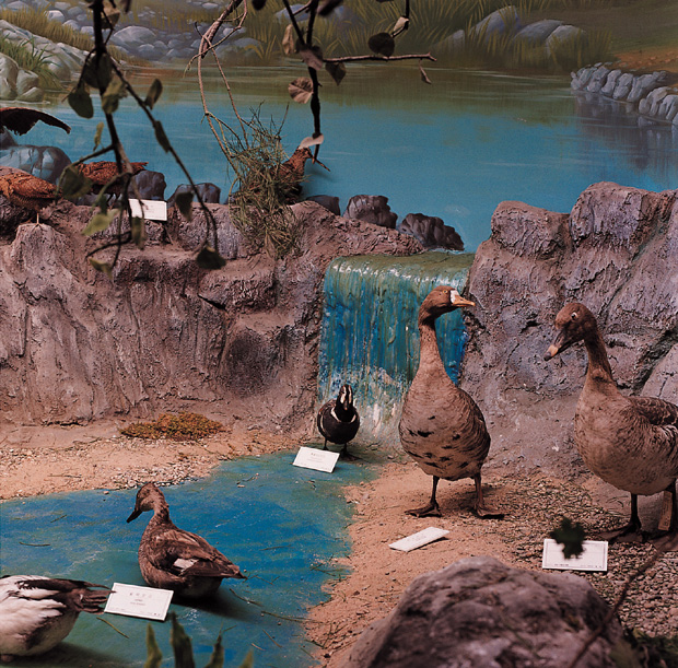 07 자연사 박물관, 2001