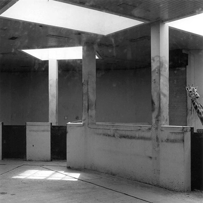 동물원 _ 기린, 1998-1999