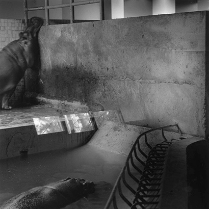 동물원 _ 벽에 이를 부딪히는 하마, 1998-1999