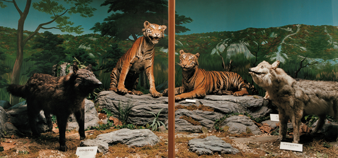 09 자연사 박물관, 2001