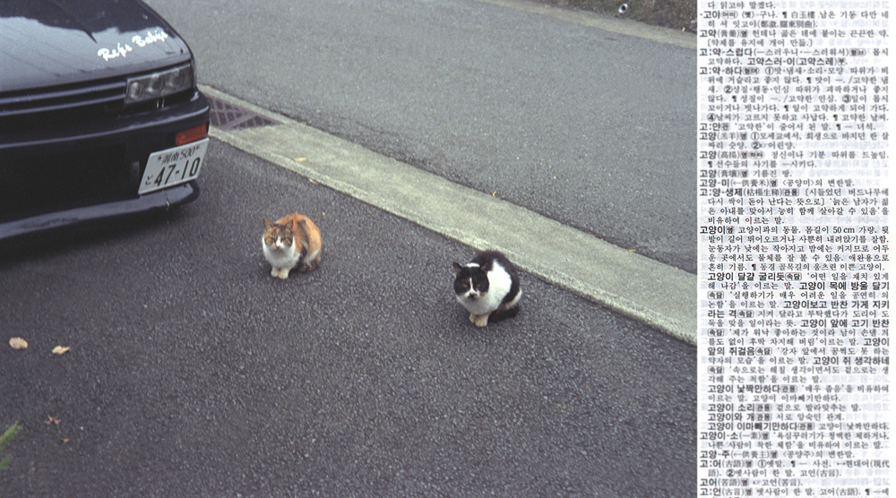 11 picturenary _ cat, 2003