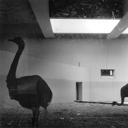 동물원 _ 레아, 1998-1999