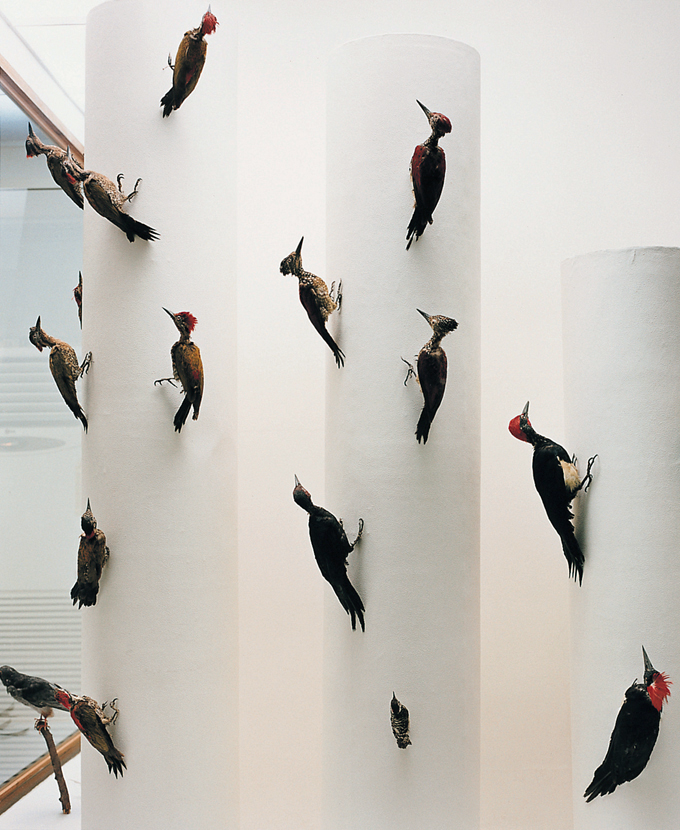 11 자연사 박물관, 2001