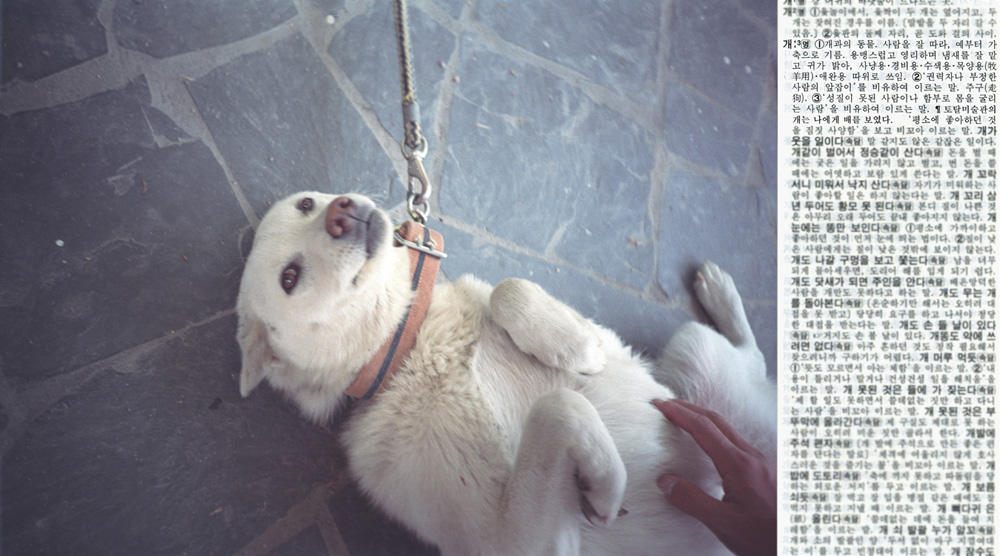 13 picturenary _ dog, 2003