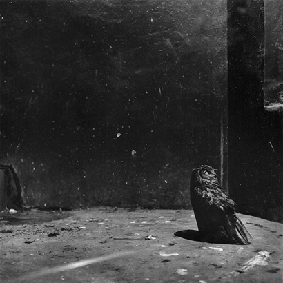 동물원 _ 외눈 올빼미, 1998-1999