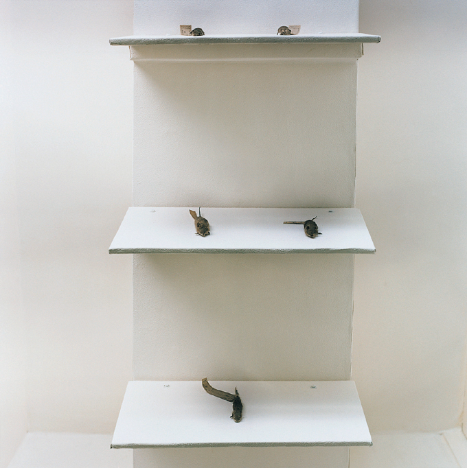 13 자연사 박물관, 2001