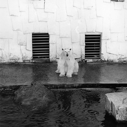 동물원 _ 가짜 얼음 벽을 뒤로 한 북극곰, 1998-1999