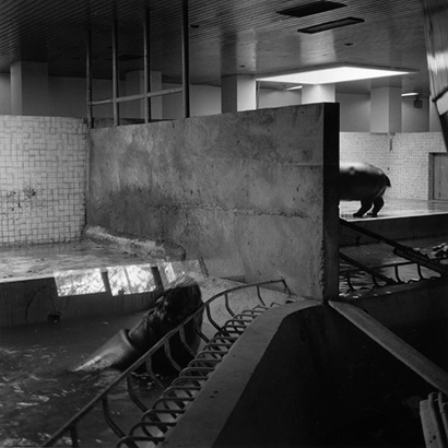 동물원 _ 두 마리 하마, 1998-1999