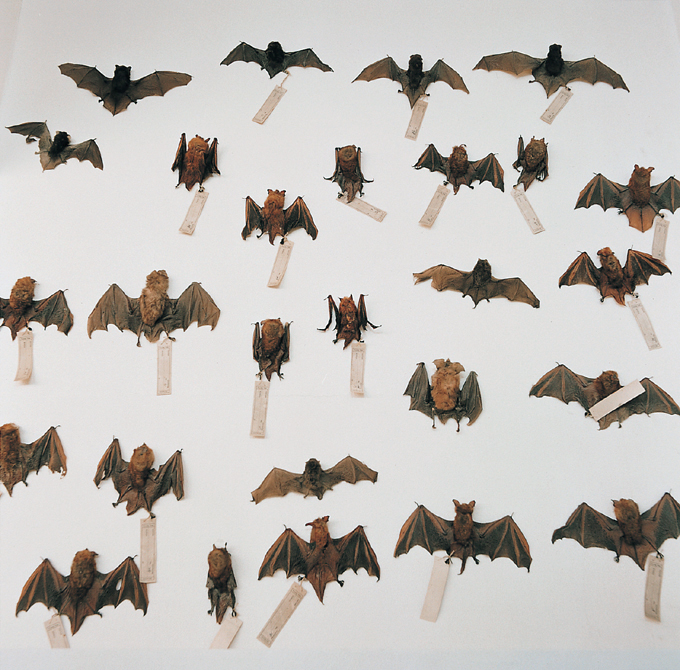 15 자연사 박물관, 2001