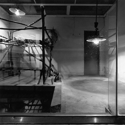 동물원 _ 나무늘보, 1998-1999