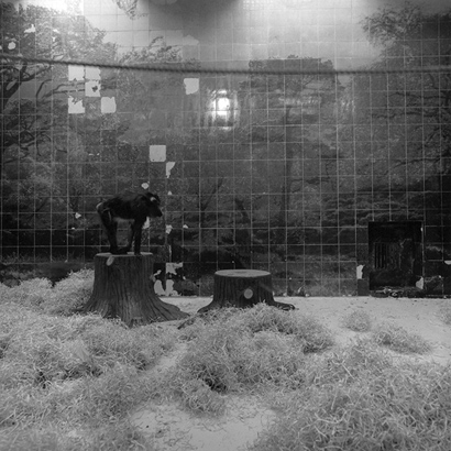 동물원 _ 나무 그림이 그려진 우리 속의 원숭이, 1998-1999