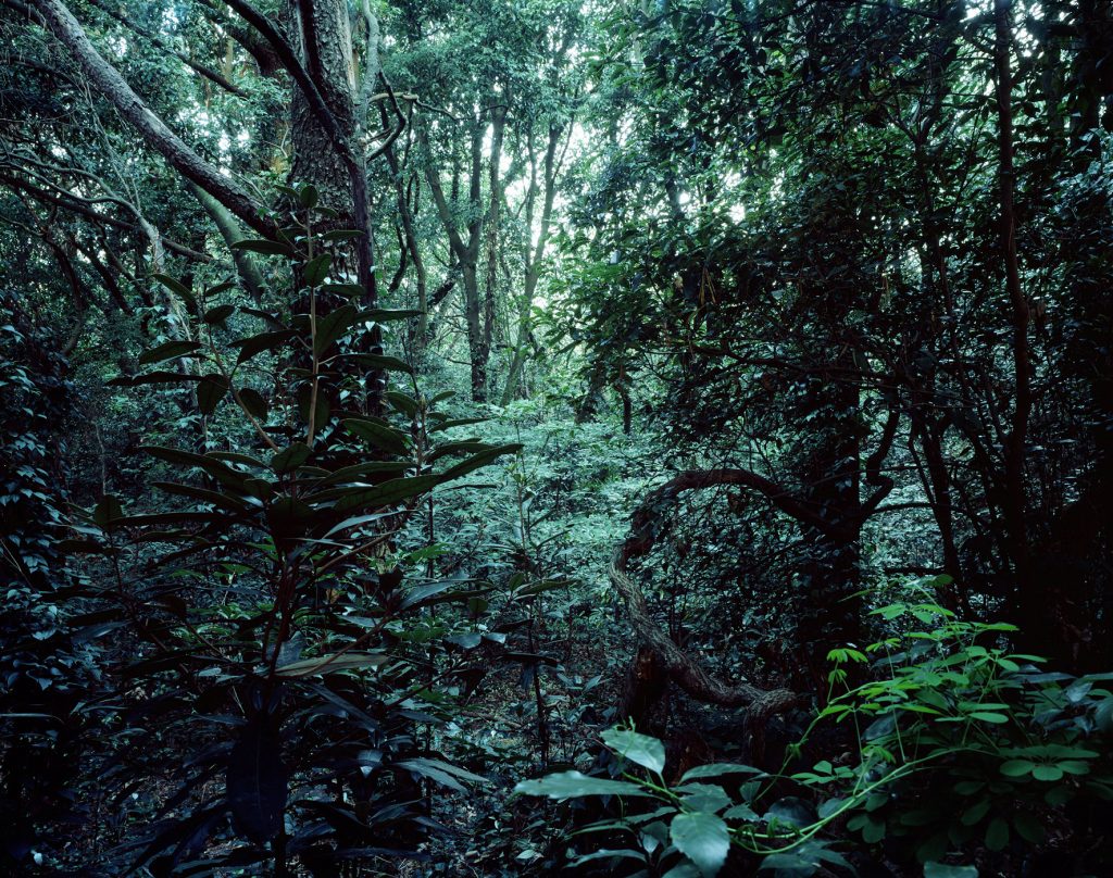 Forbidden forest-12,C print,150x190cm,2011