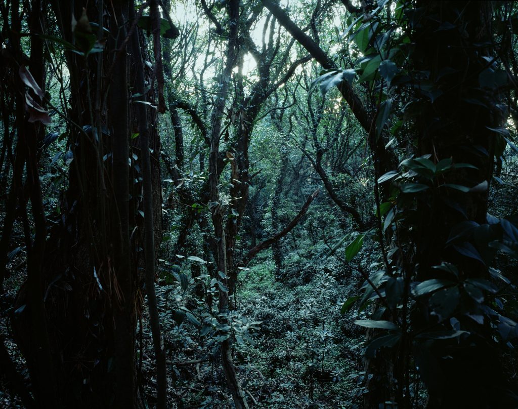 Forbidden forest-1,C print,150x190cm,2010