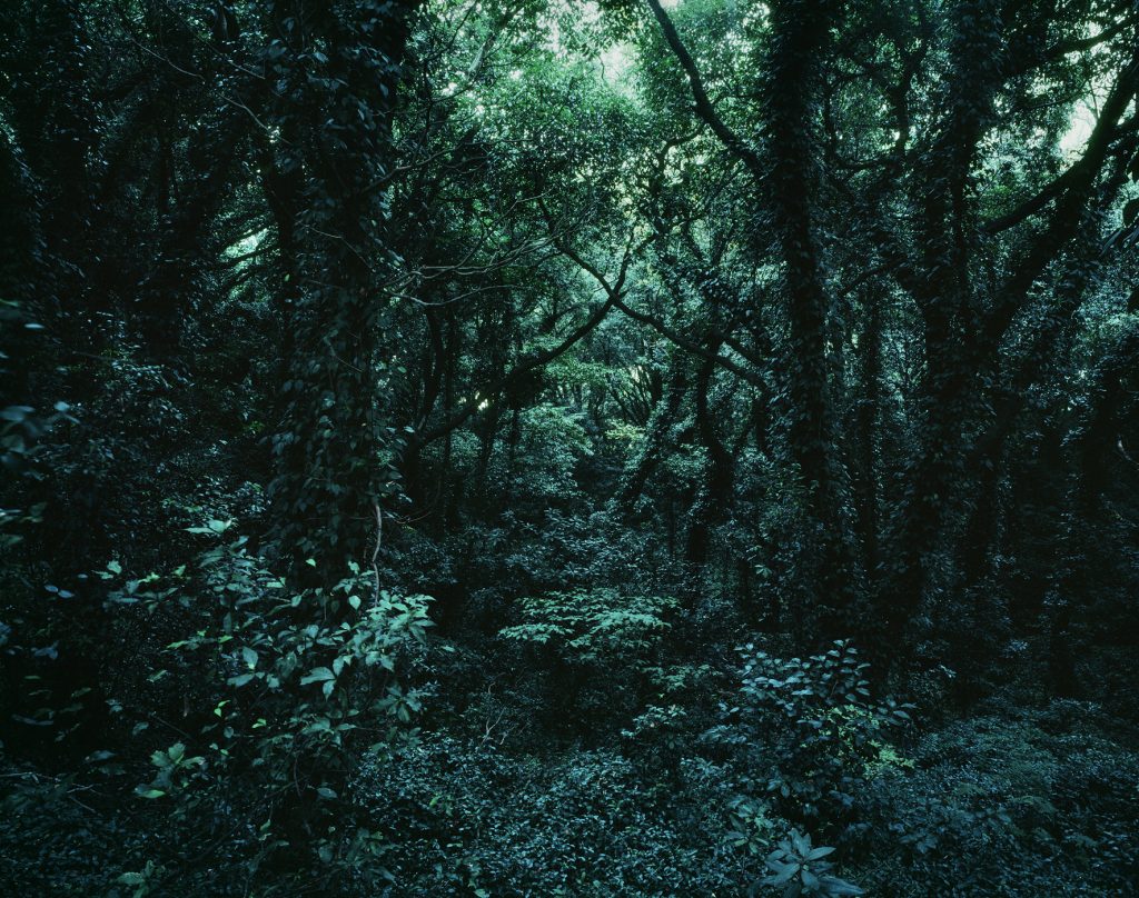 Forbidden forest-2,C print, 150x190cm,2010