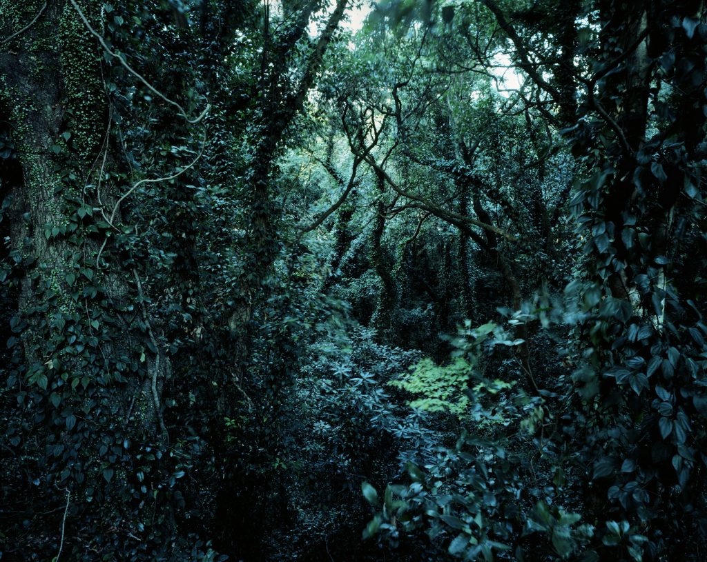 Forbidden forest-3,C print,150x190cm,2010