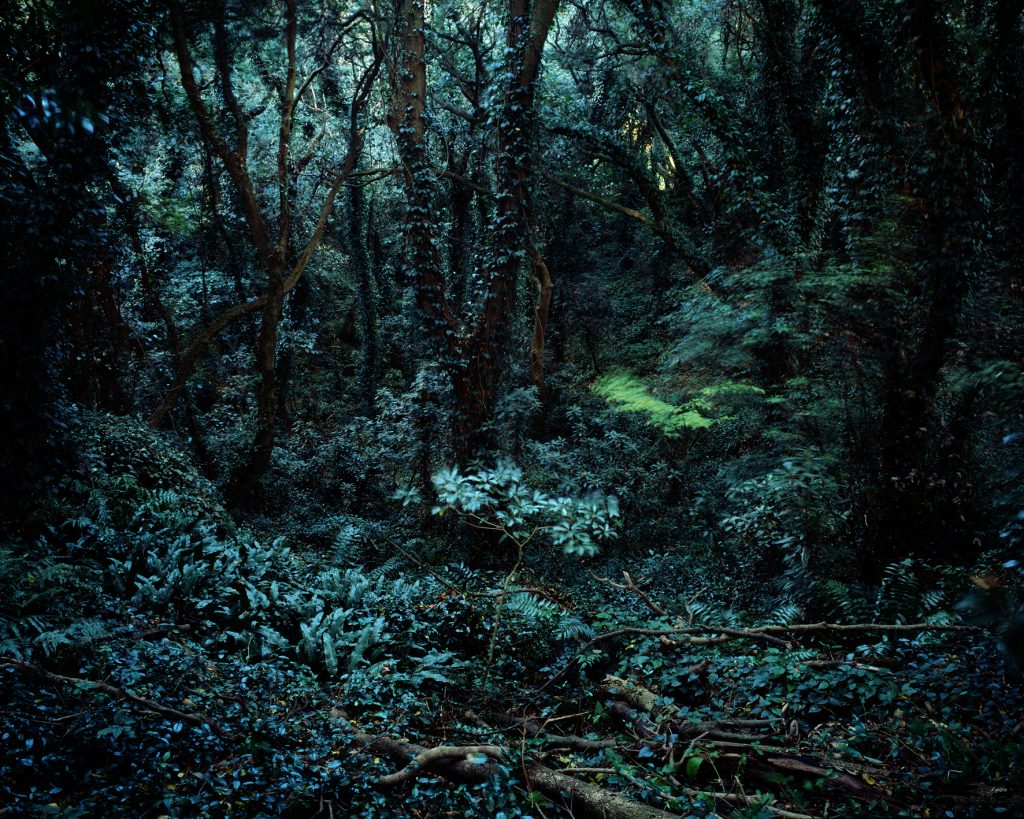 Forbidden forest-4,C print, 150x190cm,2011