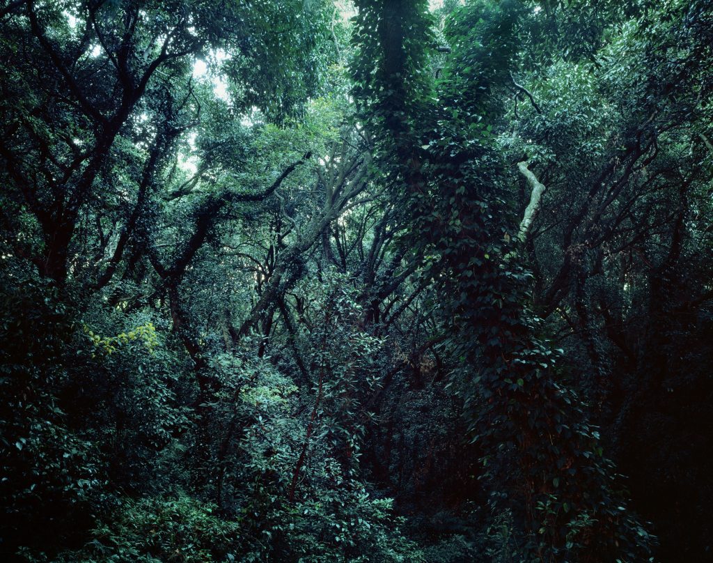 Forbidden forest-6,C print,150x190cm,2010