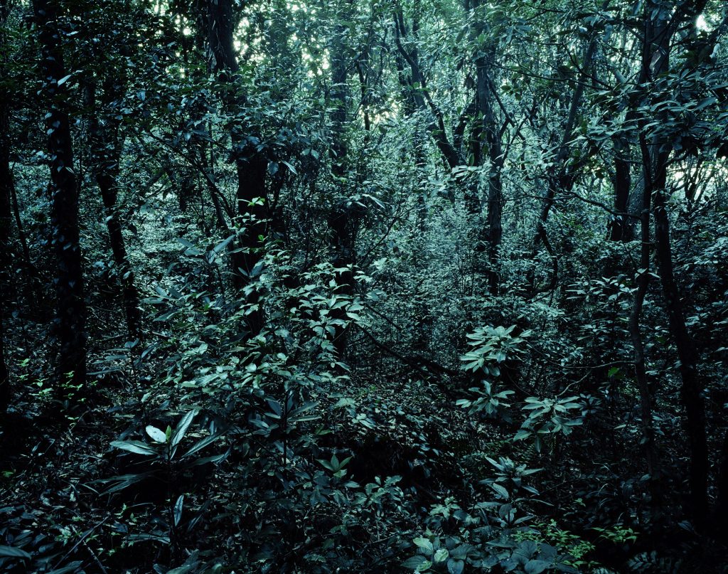 Forbidden forest-7,C print,150x190cm,2011