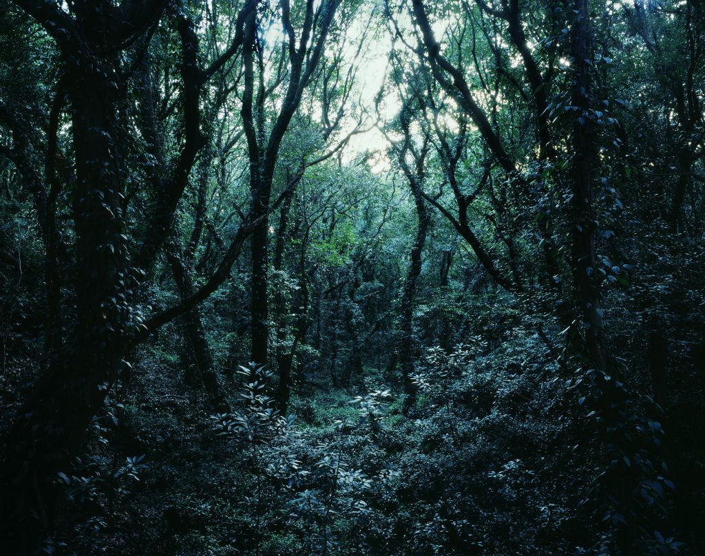 Forbidden forest-8,C print,150x190cm,2011