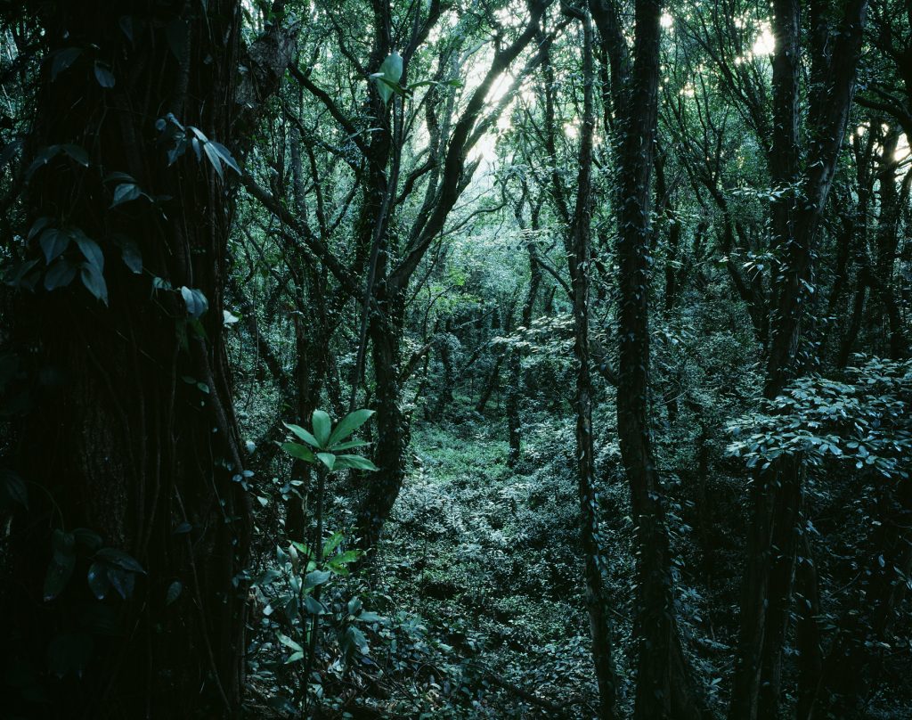Forbidden forest-9,C print,150x190cm,2011