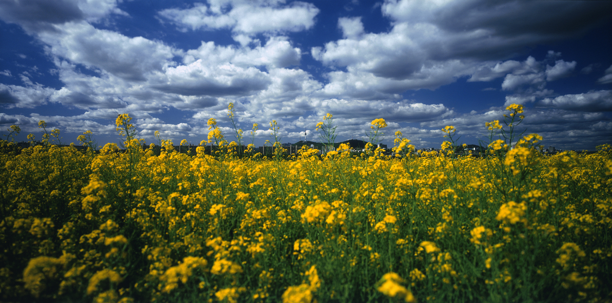 Paradise in Seoul #003-1,S Korea,2006
