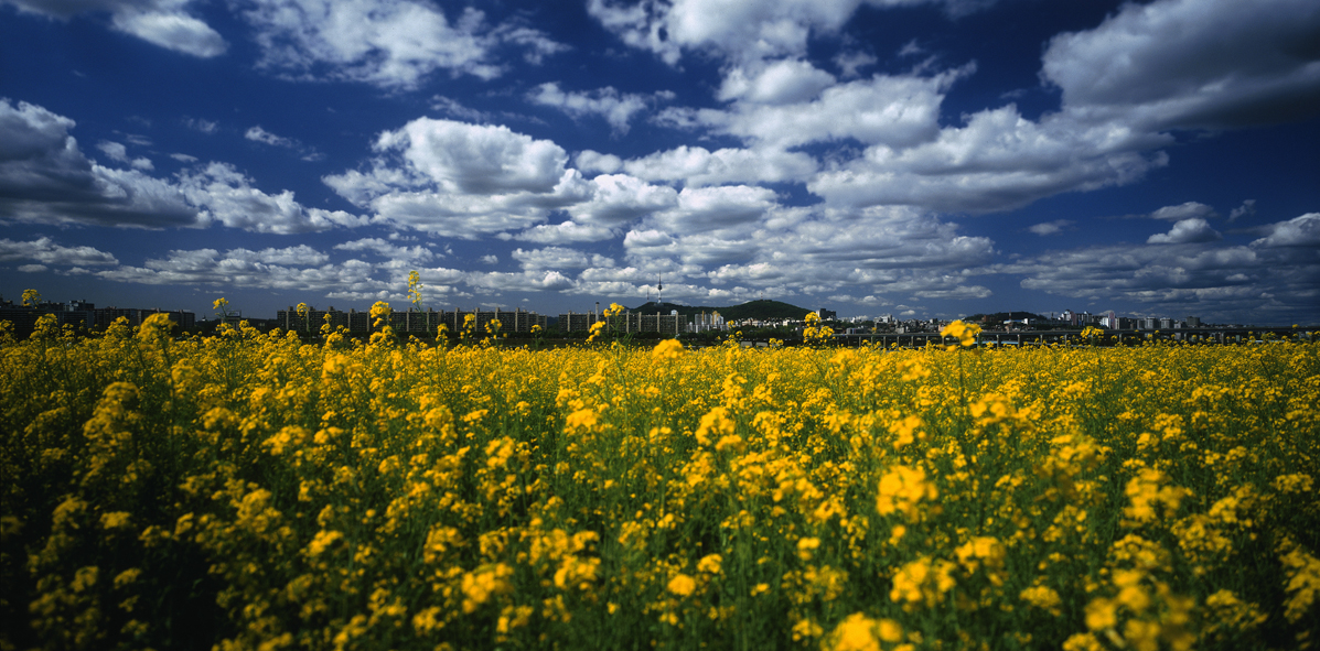 Paradise in Seoul #003-2,S Korea,2006