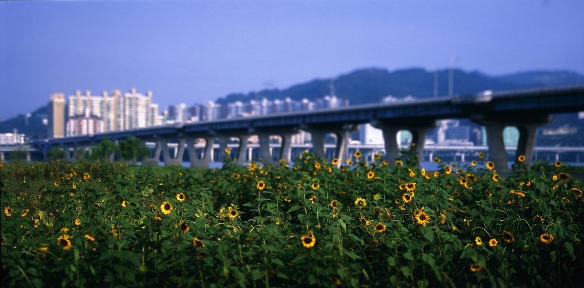 Paradise in Seoul #043,S Korea,2005