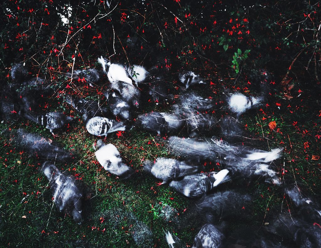 Untitled-15, The birds, C print, 75X100cm,2004