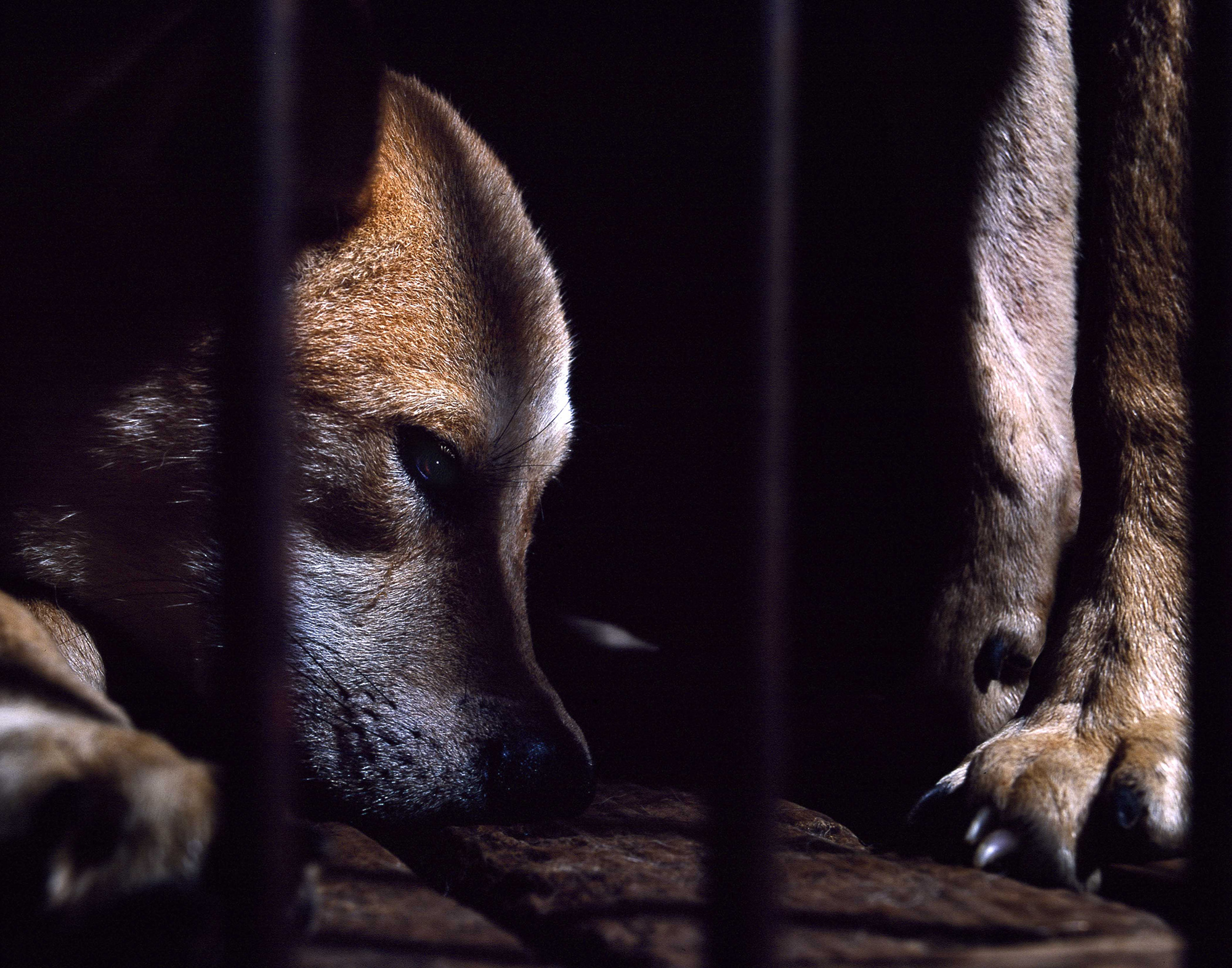 01.In the company of animals #03_76x101cm_2009