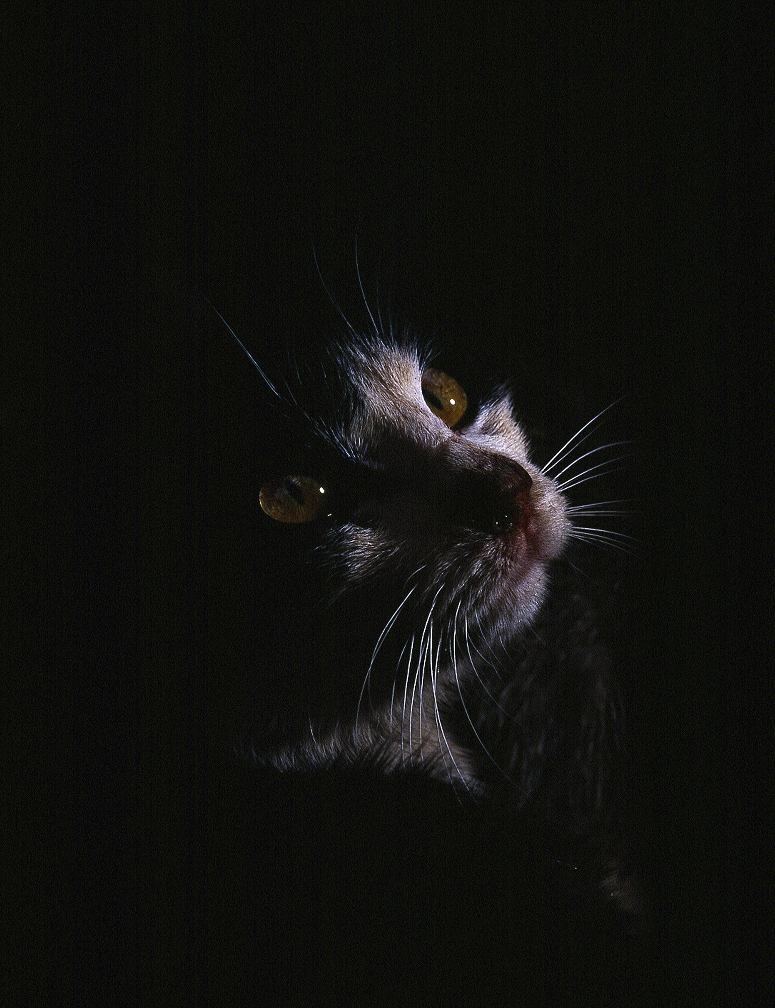 02.In the company of animals #04_76x101cm_2009