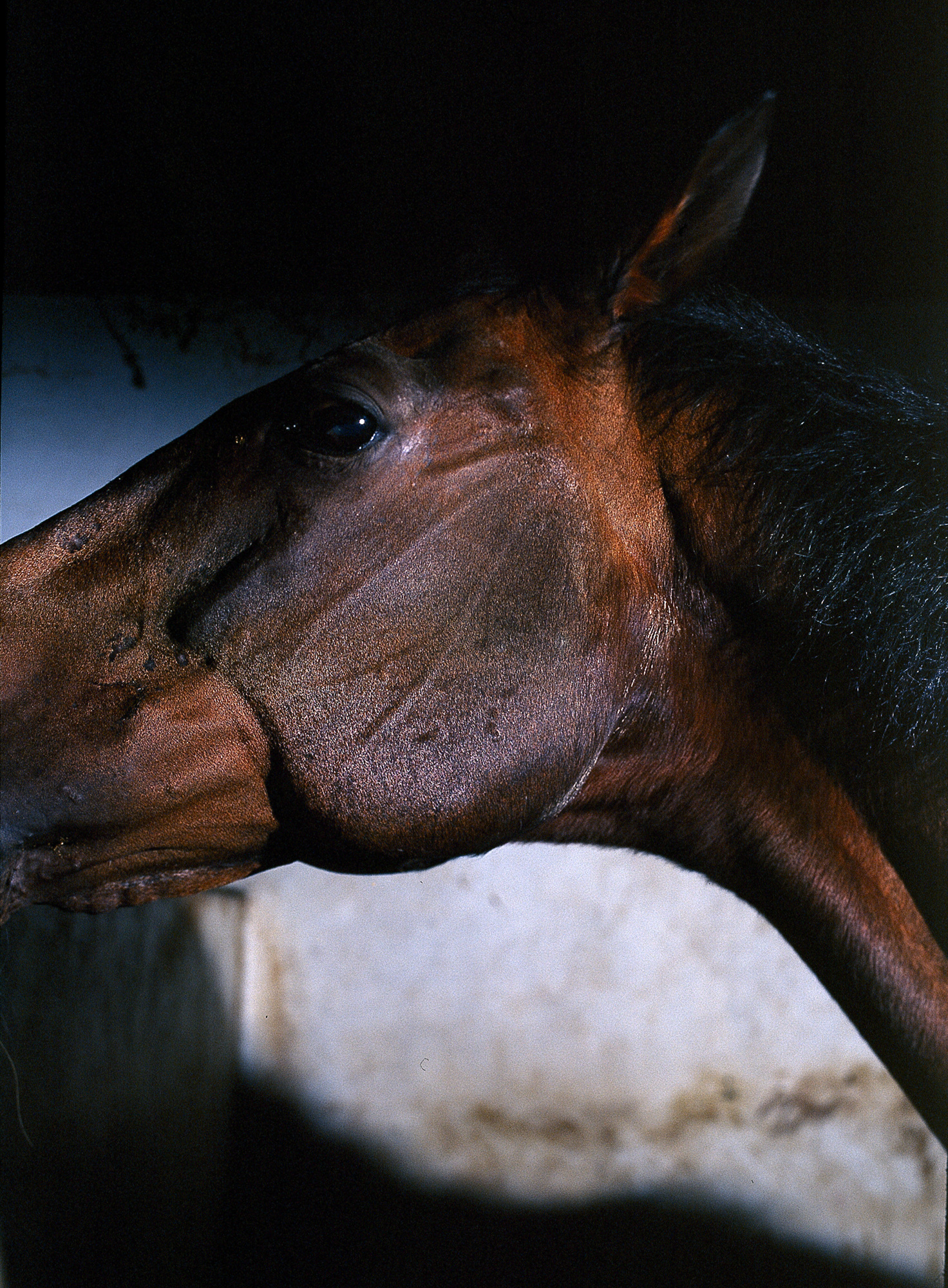 04.In the company of animals #17_76x101cm_2009