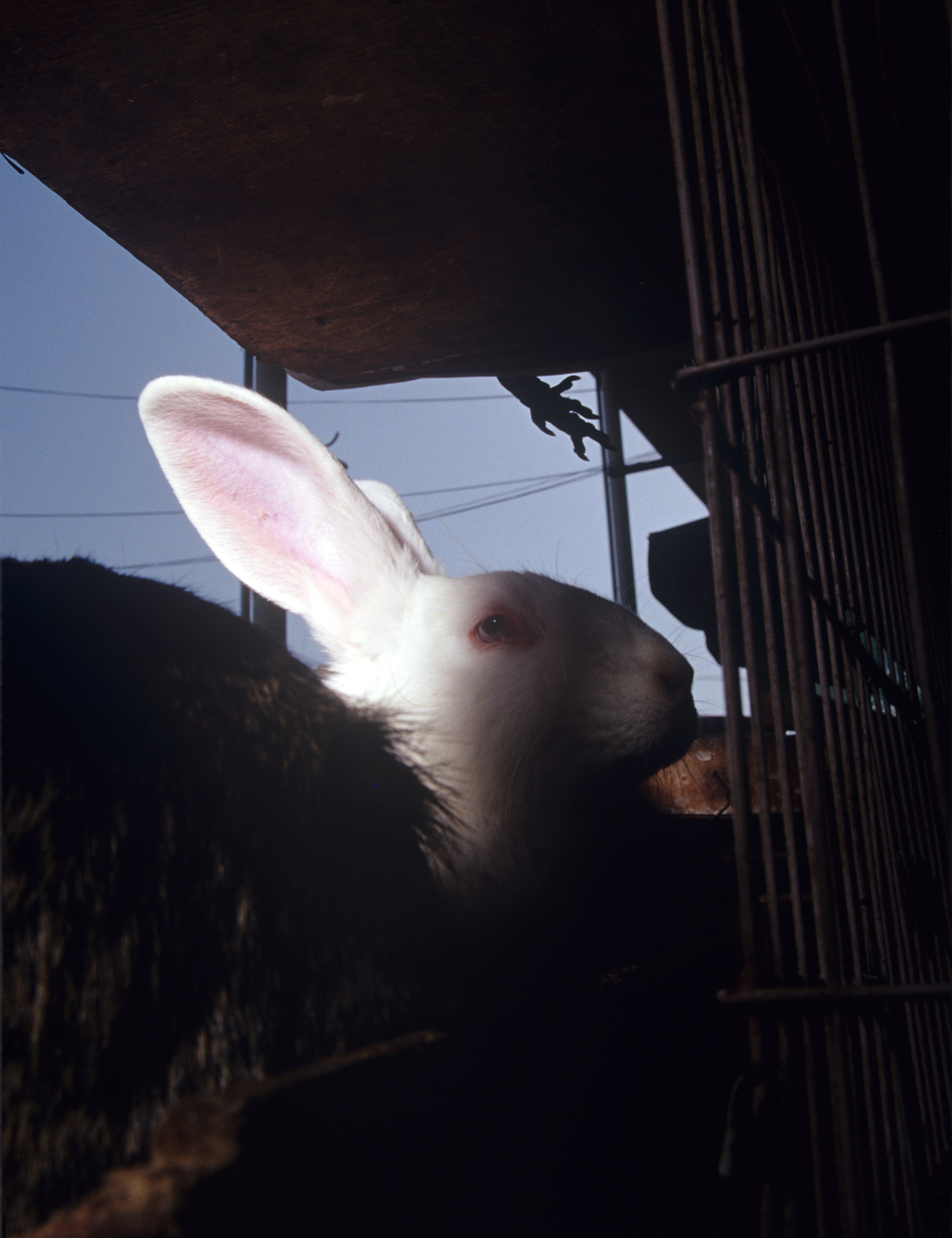 05.In the company of animals #18_76x101cm_2009