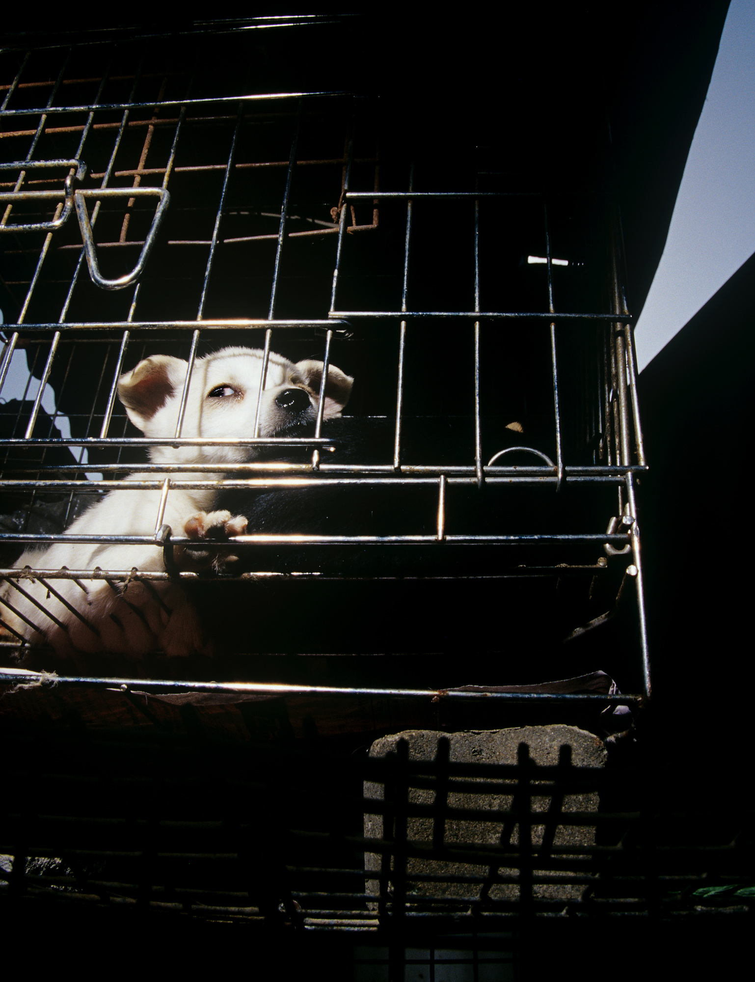 06.In the company of animals #19_76x101cm_2008