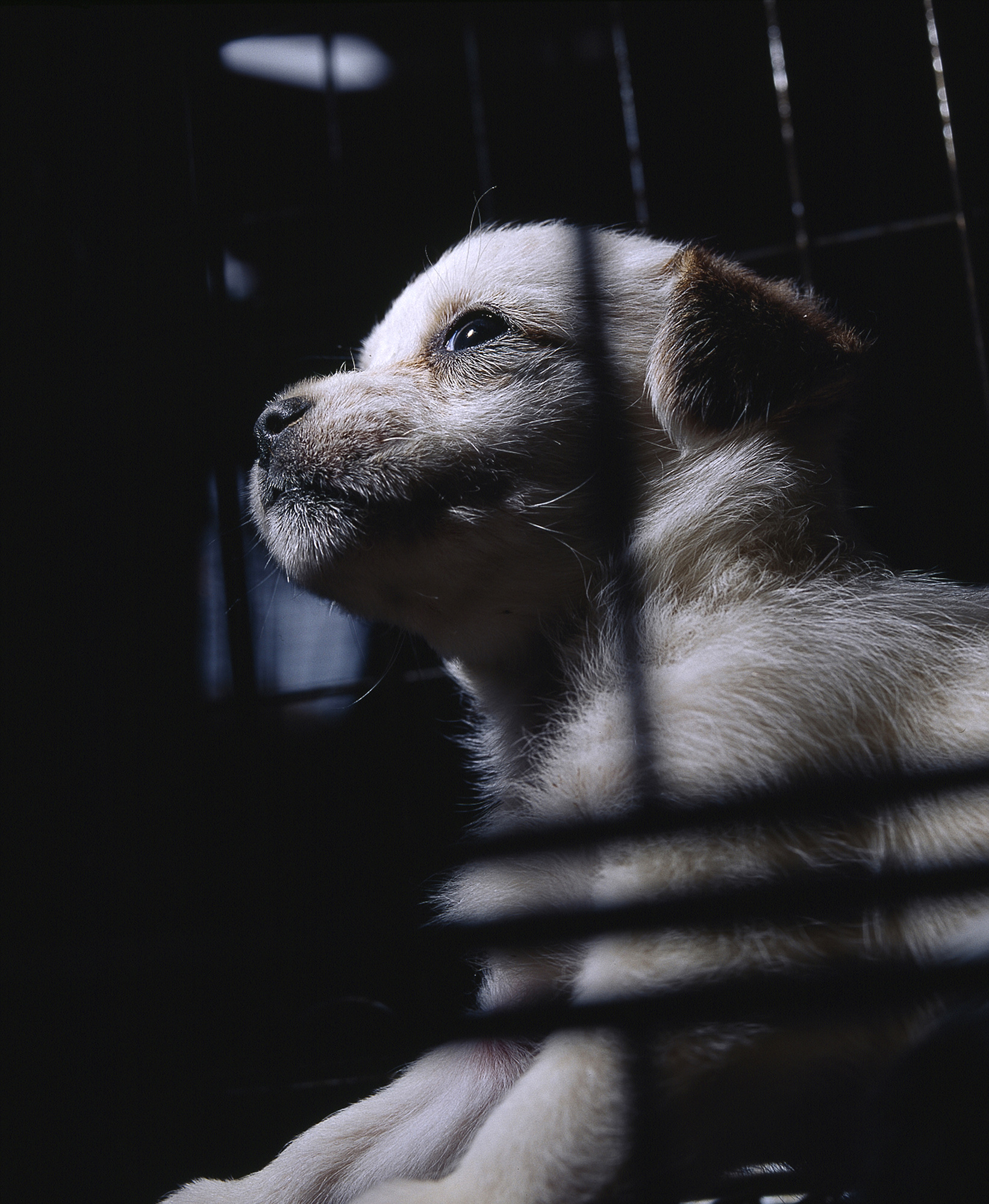 07.In the company of animals #20_76x101cm_2008