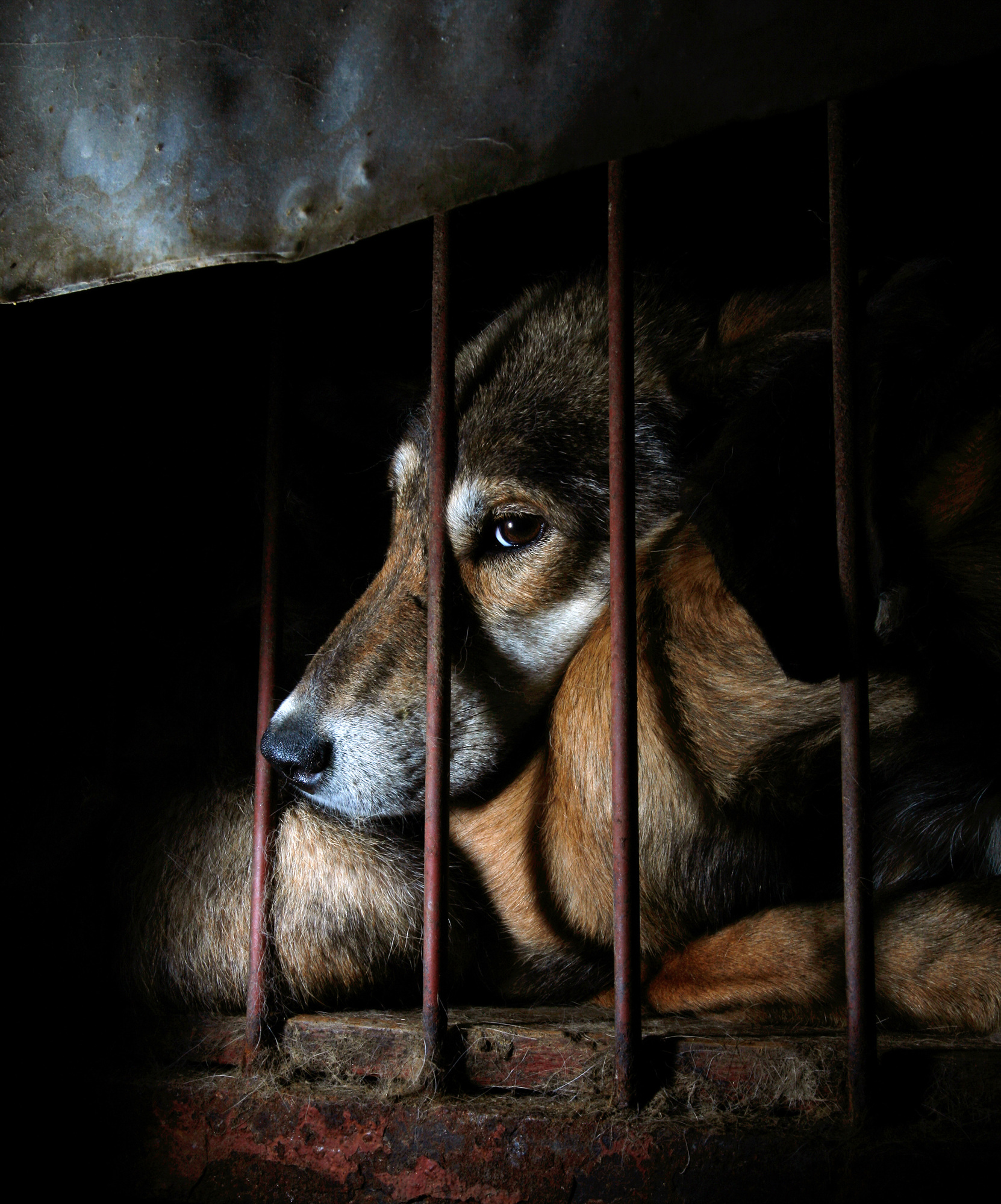 08.In the company of animals #21_76x101cm_2008