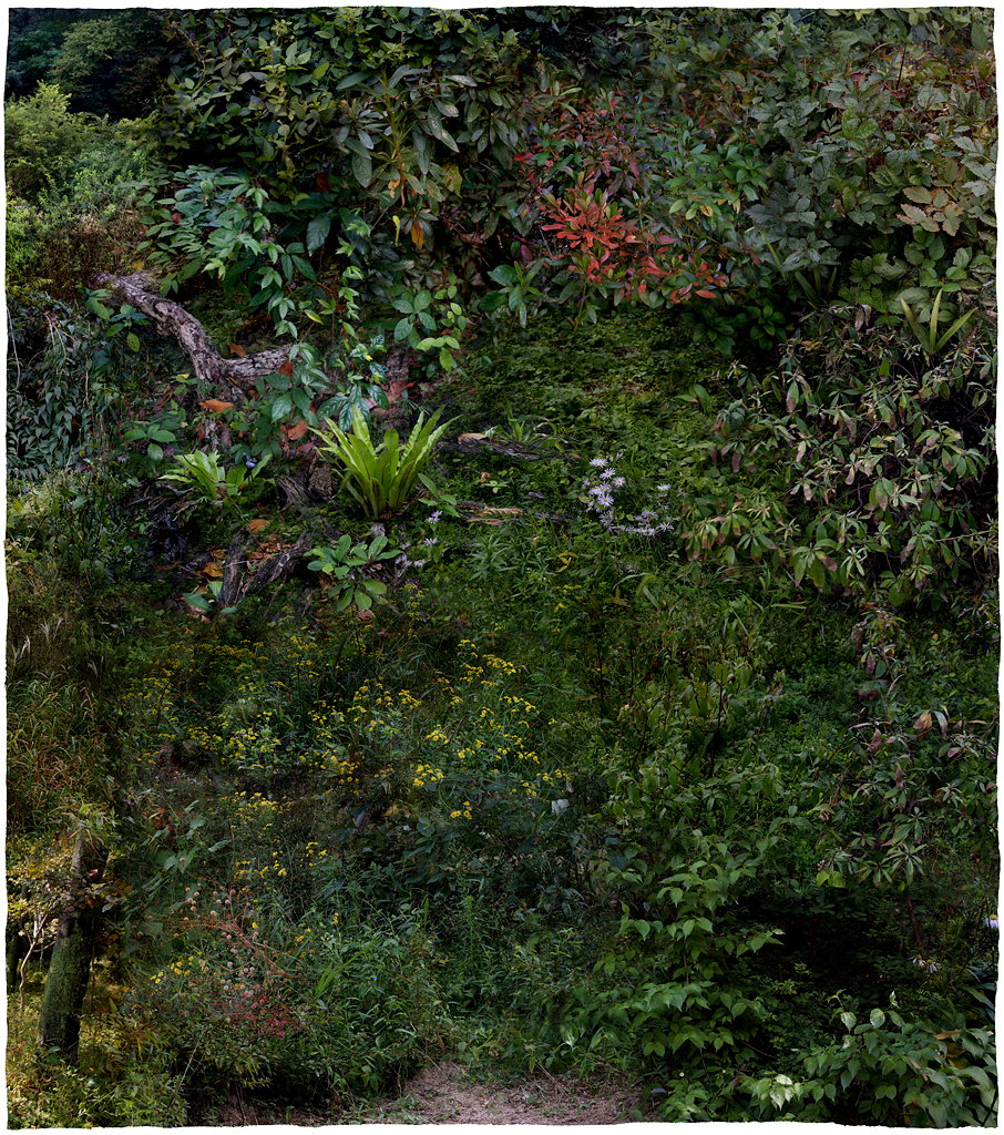 Forest #07, Varnishing on Wevead Pigment Print, 115X130cm,2008