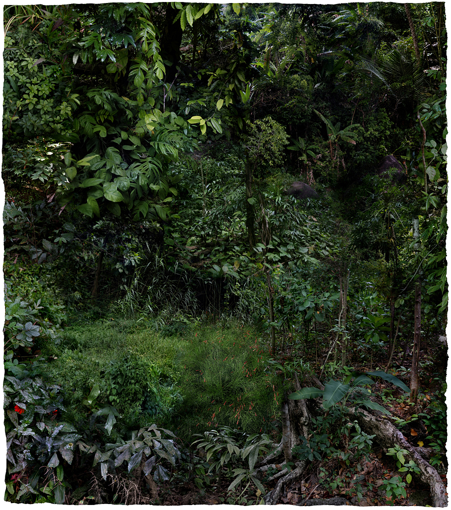 Forest #11, Varnishing on Wevead Pigment Print, 115X130cm,2008
