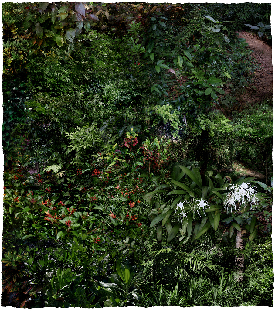 Forest #16, Varnishing on Wevead Pigment Print, 115X130cm,2008