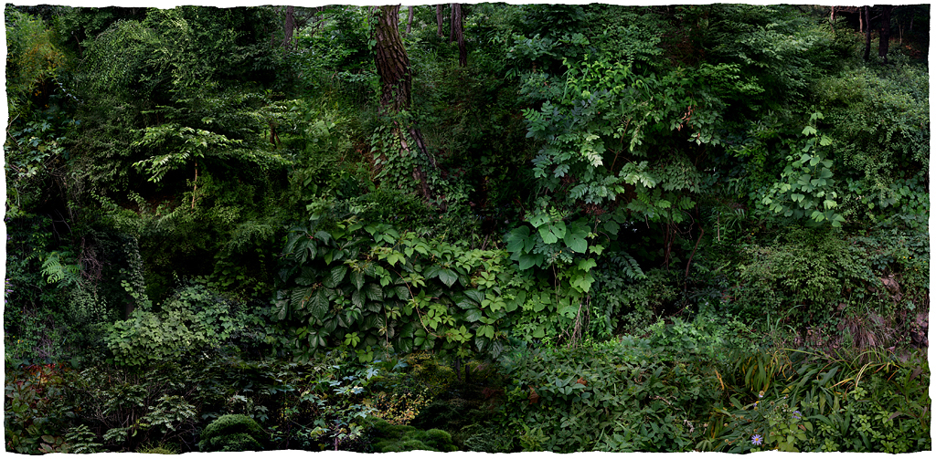 Forest #23, Varnishing on Wevead Pigment Print, 210X103cm,2008