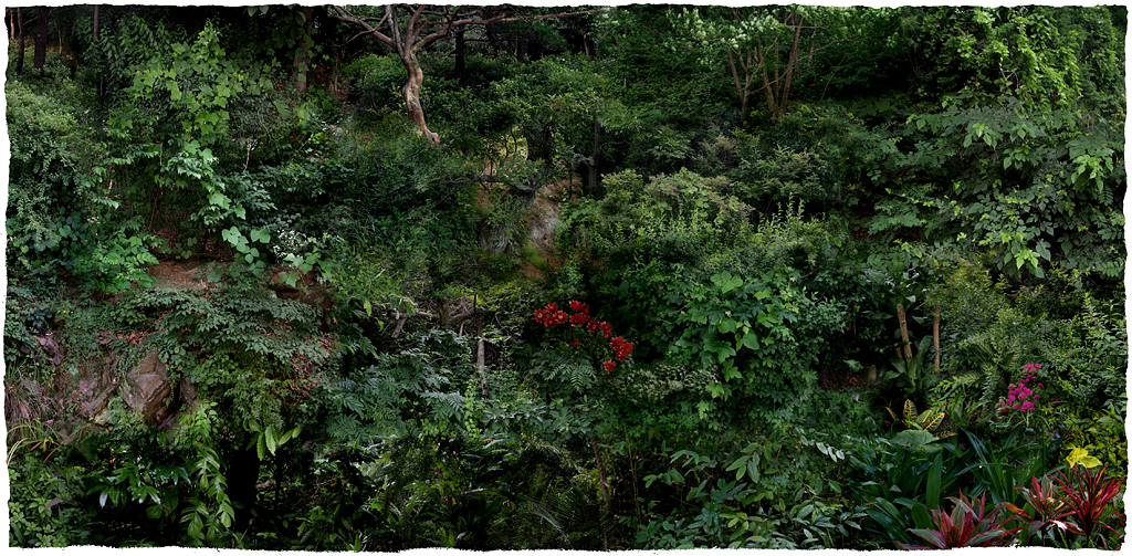 Forest #24, Varnishing on Wevead Pigment Print, 210X103cm,2008