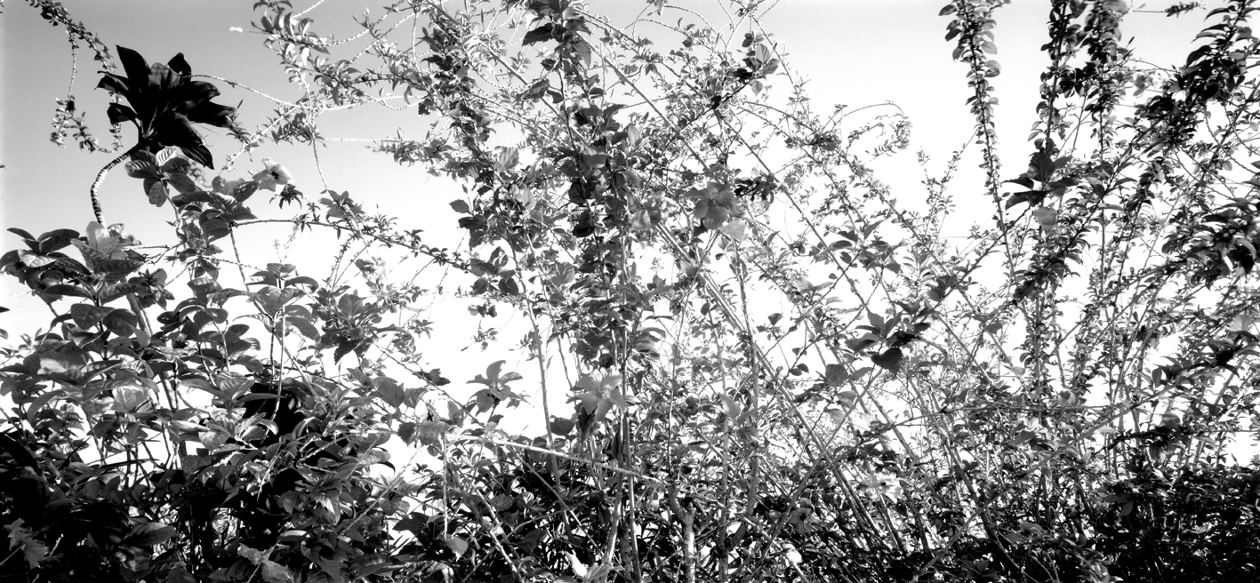 타히티히, 2005 0001