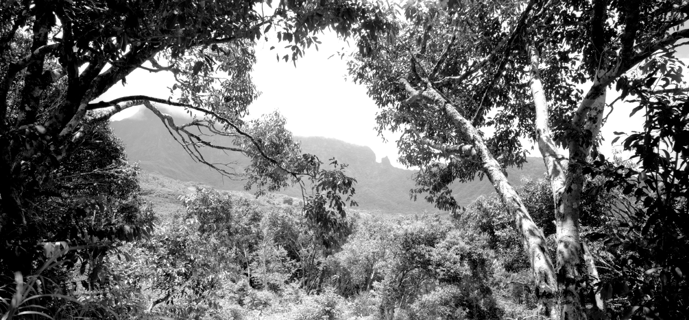 타히티히, 2005 0003