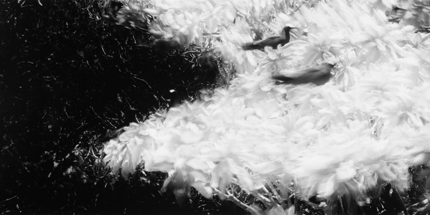 타히티히, 2005 053