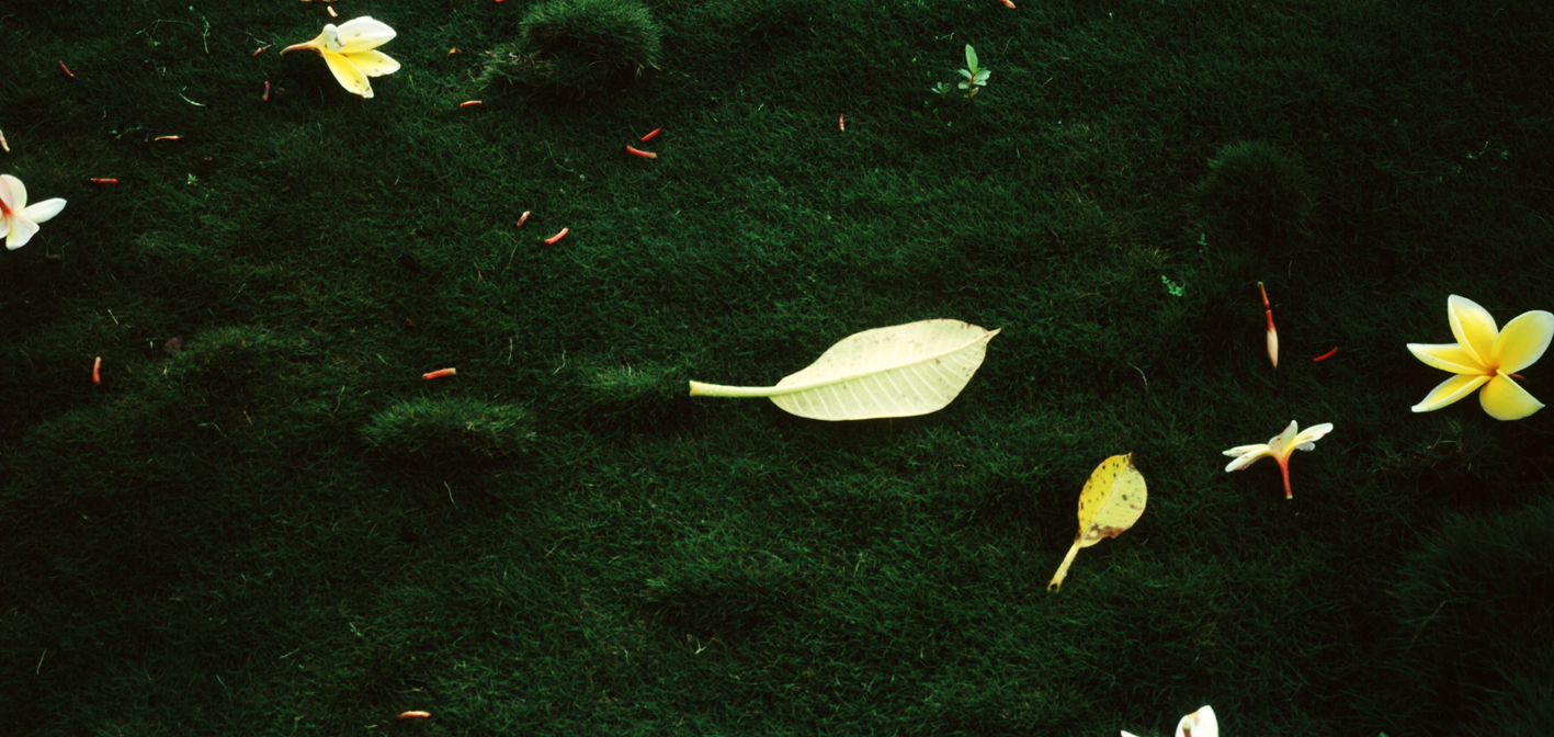 타히티히, 2005 065